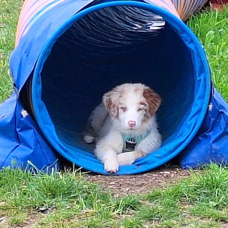 Unya participe au concours pour gagner de l'argent avec cette photo : adorable, animal, blue_tunnel, canine, cute, dog, domestic_animal, fun, grass, greenery, leisure, nature, outdoor, pet, play, playground, puppy, resting, summer, young_dog