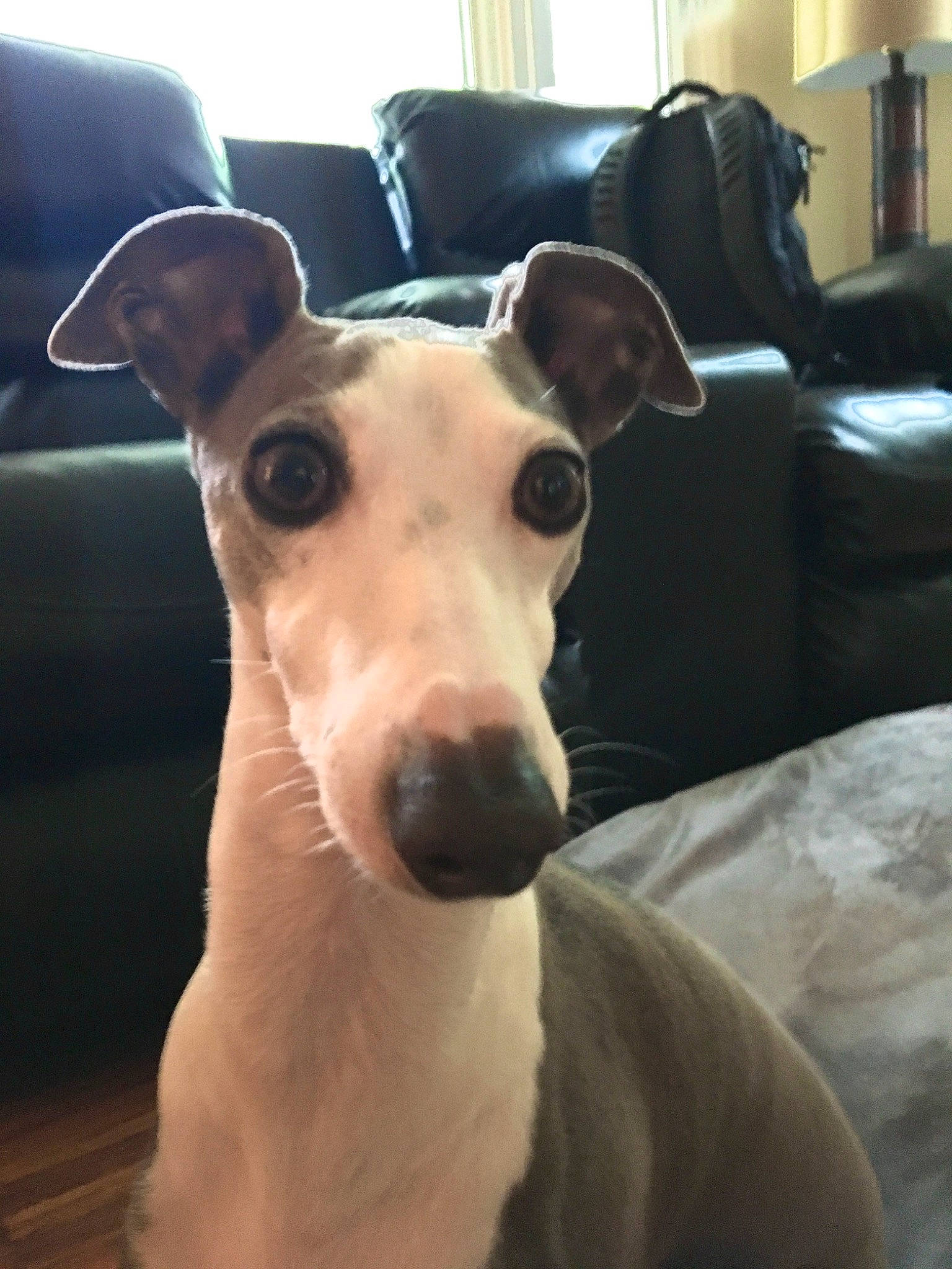 Dino is registered to the contest to win money with this photo: canidae, carnivore, companion_dog, dog, dog_breed, fawn, galgo_espanol, greyhound, hortaya_borzaya, italian_greyhound, magyar_agar, mammal, polish_greyhound, rare_breed_dog, sighthound, sloughi, snout, vertebrate, whippet, whiskers