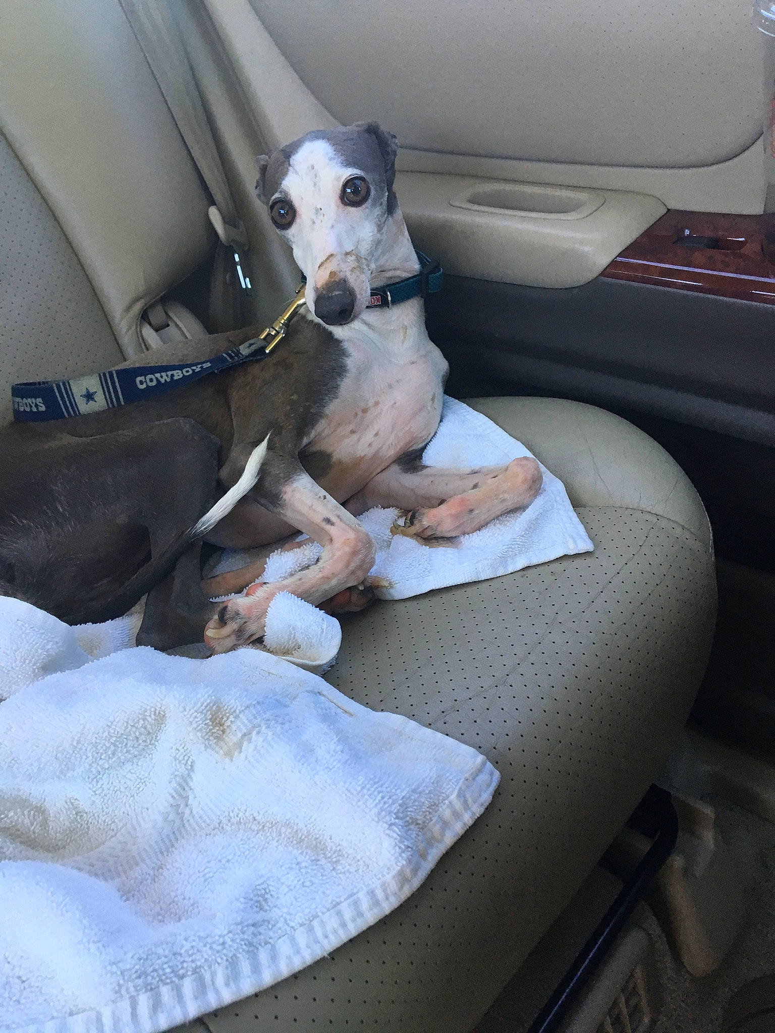 Dino joined the competition — help win amazing prizes! american_hairless_terrier, canidae, car_seat, carnivore, companion_dog, dog, dog_breed, fawn, lurcher, non_sporting_group, snout, whippet