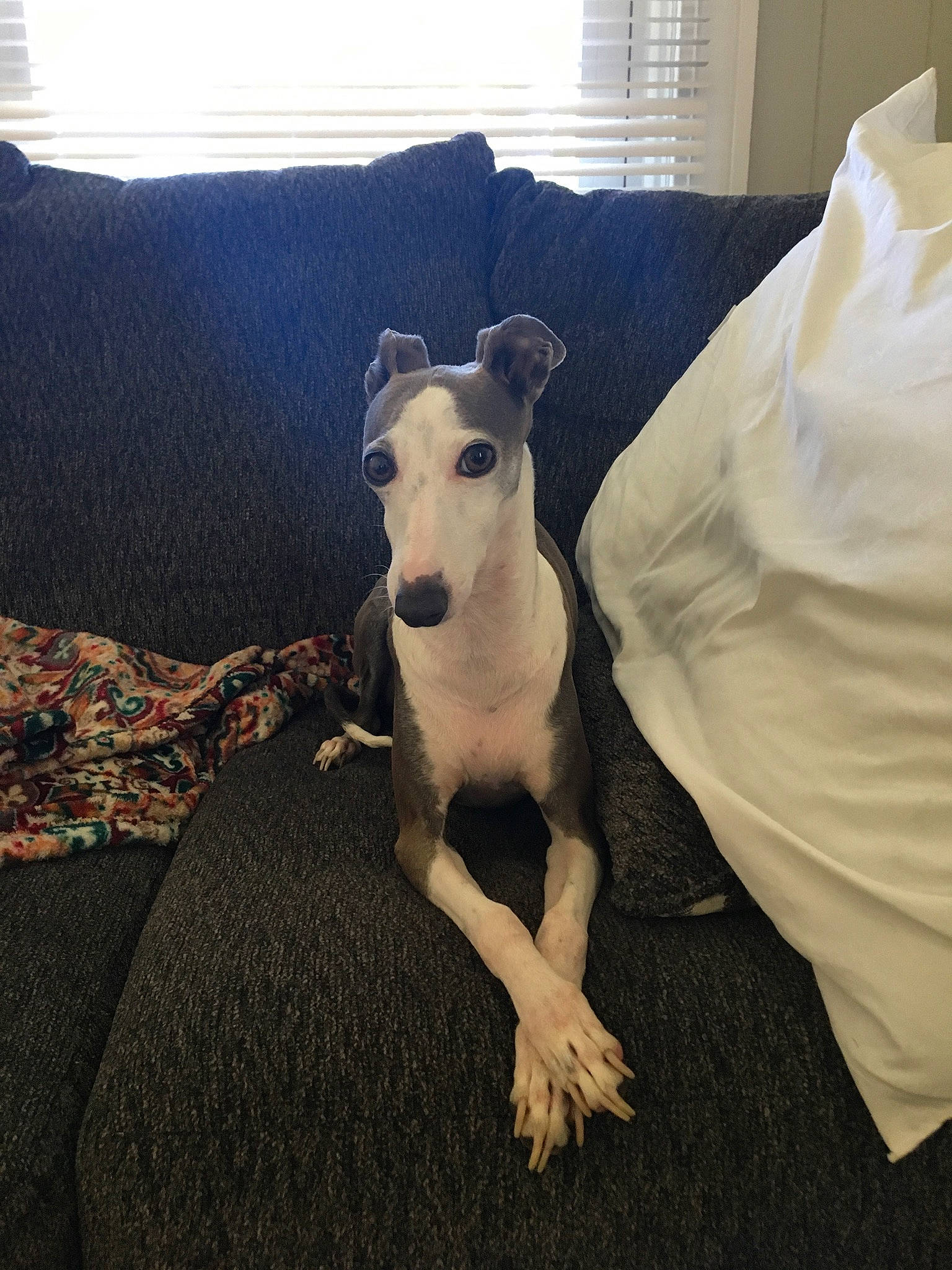 Dino joined the competition — help win amazing prizes! canidae, carnivore, companion_dog, dog, dog_breed, fawn, galgo_espanol, greyhound, hortaya_borzaya, italian_greyhound, lurcher, magyar_agar, mammal, polish_greyhound, sighthound, sloughi, snout, vertebrate, whippet