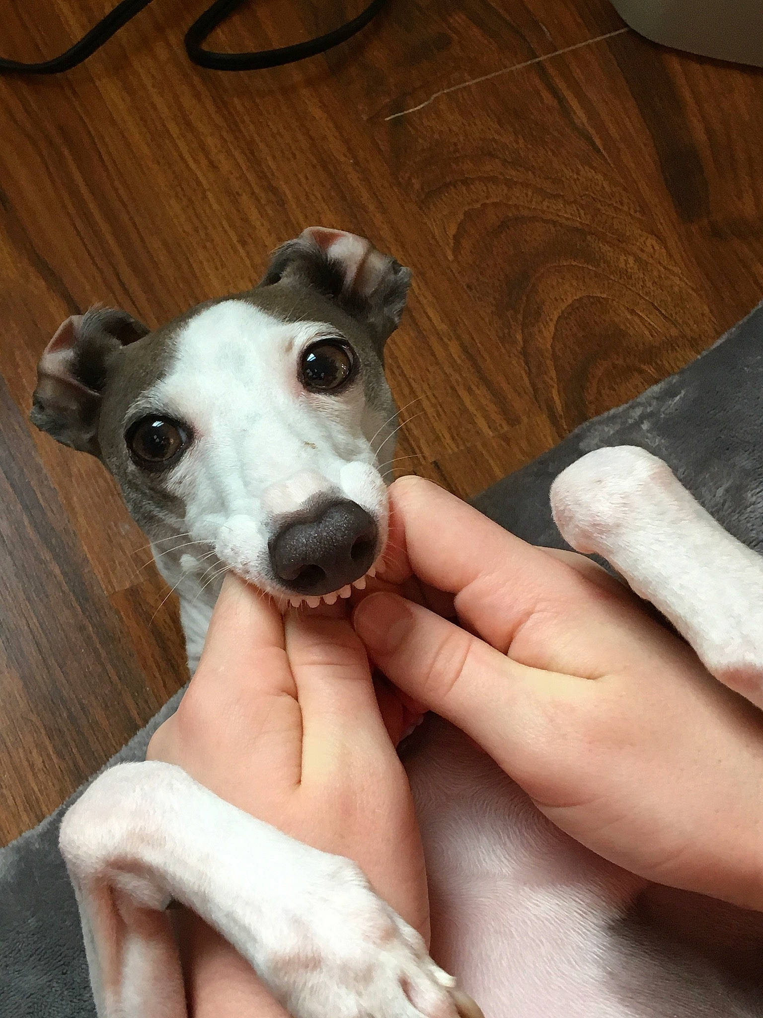 Dino joined the competition — help win amazing prizes! canidae, carnivore, chippiparai, companion_dog, dog, dog_breed, galgo_espanol, greyhound, italian_greyhound, japanese_terrier, longhaired_whippet, lurcher, magyar_agar, mammal, mudhol_hound, sighthound, sloughi, snout, vertebrate, whippet