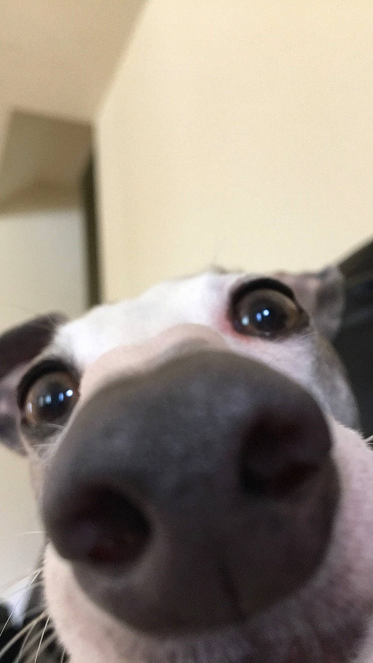 Dino is registered to the contest to win money with this photo: canidae, carnivore, dog, dog_breed, ear, eye, fawn, greyhound, head, italian_greyhound, lurcher, mammal, nose, snout, toy_fox_terrier, vertebrate, whippet, whiskers