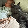 animal, baby, blanket, cat, child, clothing, comfort, cozy, cute, furniture, gray_cat, indoor, peaceful, person, pet, pillow, relaxation, resting, sleeping, soft