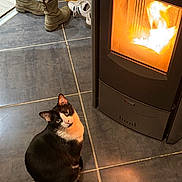 Batman participe au concours pour gagner de l'argent avec cette photo : animal, black_and_white, boots, cat, cozy, curious, domestic, fireplace, floor, floor_tiles, fur, home, household, indoor, looking_up, pet, sitting, sneakers, warm_light, whiskers