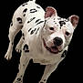 dog, white_dog, black_spots, playful, happy, ears, tail, pet, canine, animal, looking_up, standing, unique_markings, short_fur, friendly, alert, smiling, domestic_animal, cute, mammal