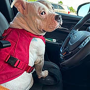 Winter joined the competition — help win amazing prizes! dog, white_dog, red_harness, car_interior, driver_seat, steering_wheel, seat, window, rearview_mirror, parking_lot, vehicle, pet, animal, looking_back, seatbelt, daylight, outdoor_view, curious, mischievous, closeup