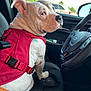 dog, white_dog, red_harness, car_interior, driver_seat, steering_wheel, seat, window, rearview_mirror, parking_lot, vehicle, pet, animal, looking_back, seatbelt, daylight, outdoor_view, curious, mischievous, closeup