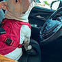 dog, white_dog, red_harness, car_interior, driver_seat, steering_wheel, window, side_mirror, seat, car_door, pet, animal, looking_back, leash, daylight, vehicle, parked_car, outdoor_view, close_up, canine
