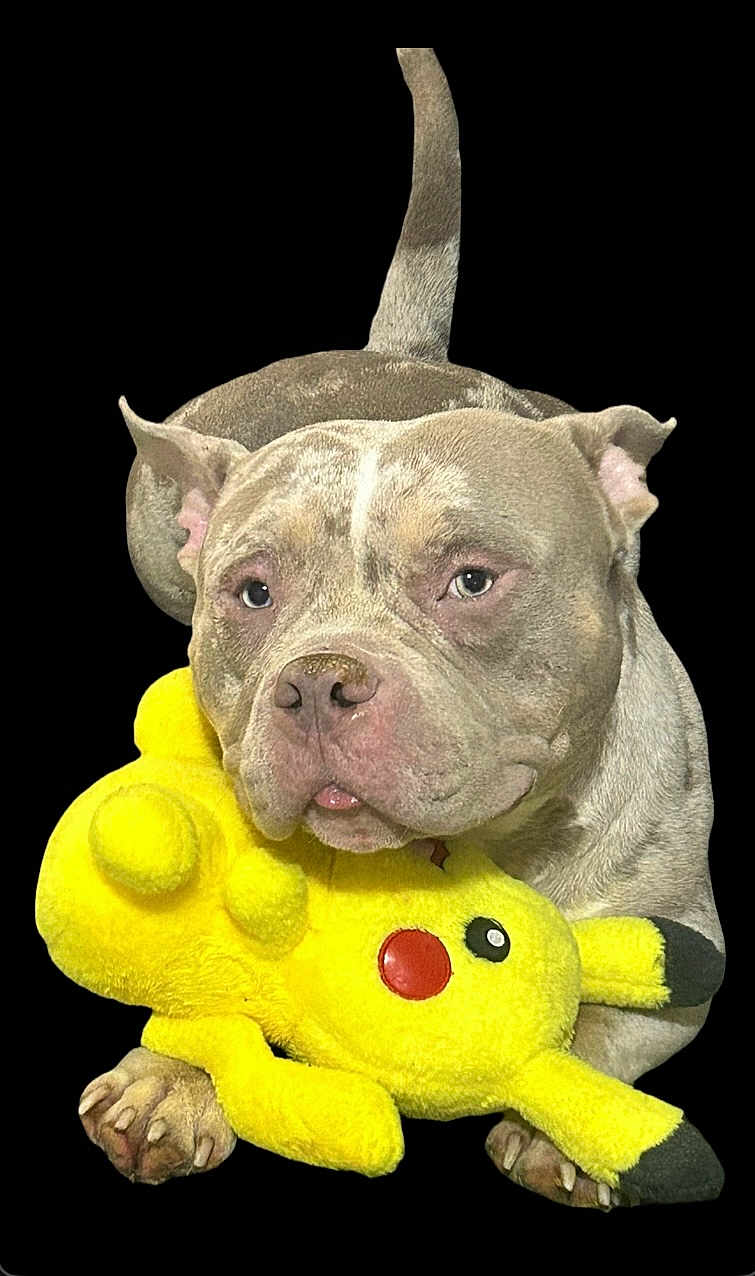 Storm Falcon is registered to the contest to win money with this photo: dog, pitbull, plush_toy, pikachu, yellow, cute, pet, animal, portrait, closeup, black_background, soft_toy, paws, ears, face, snout, fur, pet_toy, adorable, looking