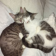 Lolli And Noni is registered to the contest to win money with this photo: cat, two_cats, sleeping, cuddling, bed, blanket, striped_cat, white_cat, gray_cat, pets, fur, cozy, resting, domestic_cat, animal, cute, close_up, indoor, peaceful, snuggling
