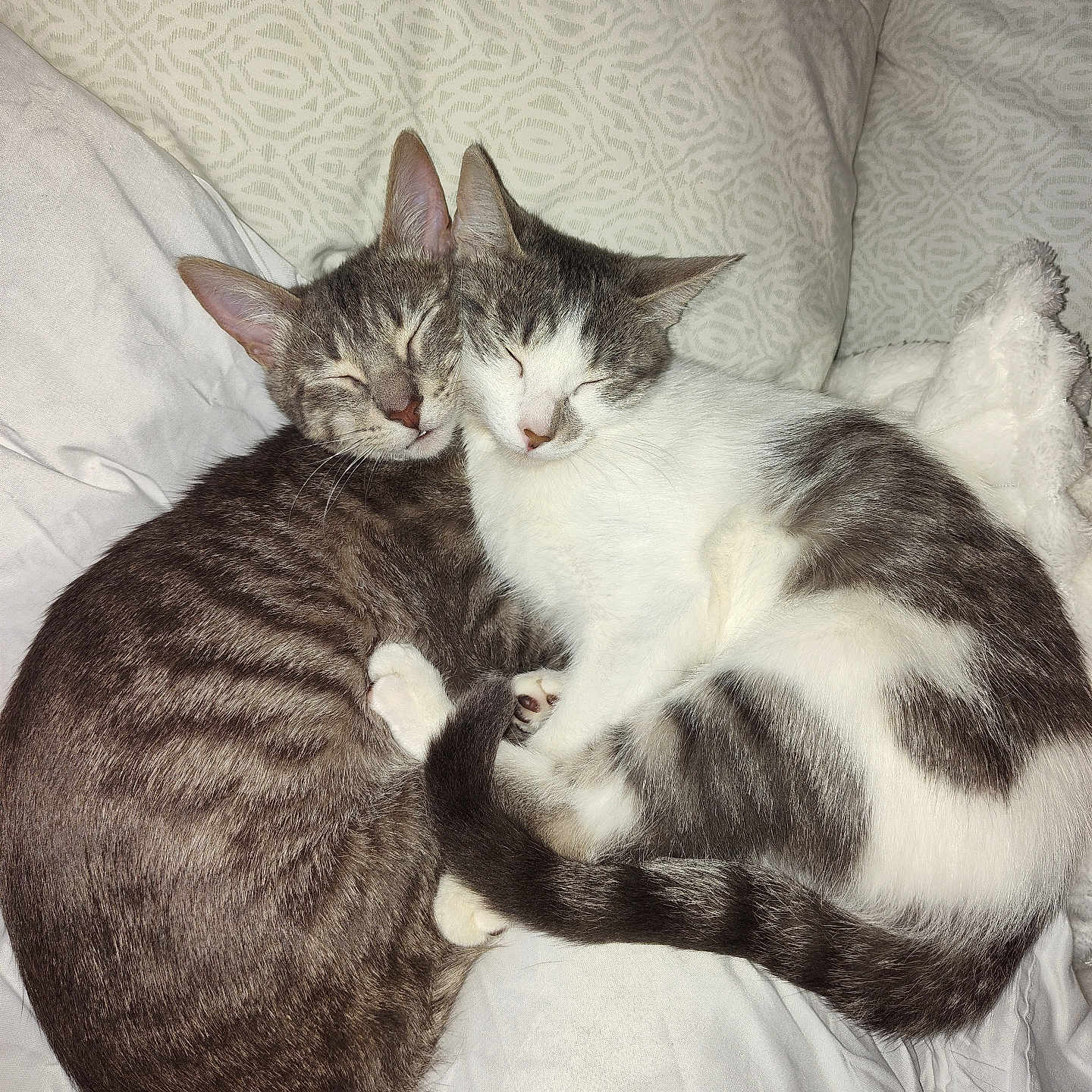 Lolli And Noni is registered to the contest to win money with this photo: animal, bed, blanket, cat, close_up, cozy, cuddling, cute, domestic_cat, fur, gray_cat, indoor, peaceful, pets, resting, sleeping, snuggling, striped_cat, two_cats, white_cat
