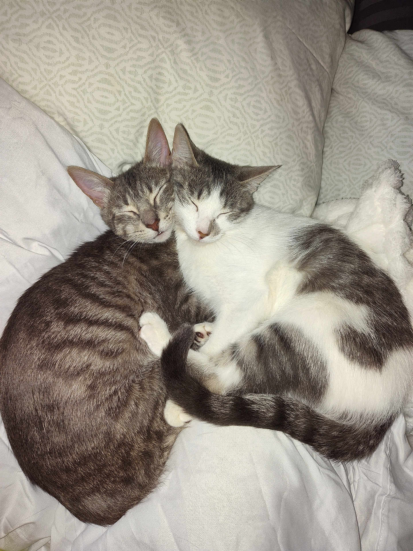 Lolli And Noni is registered to the contest to win money with this photo: cat, two_cats, sleeping, cuddling, bed, blanket, striped_cat, white_cat, gray_cat, pets, fur, cozy, resting, domestic_cat, animal, cute, close_up, indoor, peaceful, snuggling