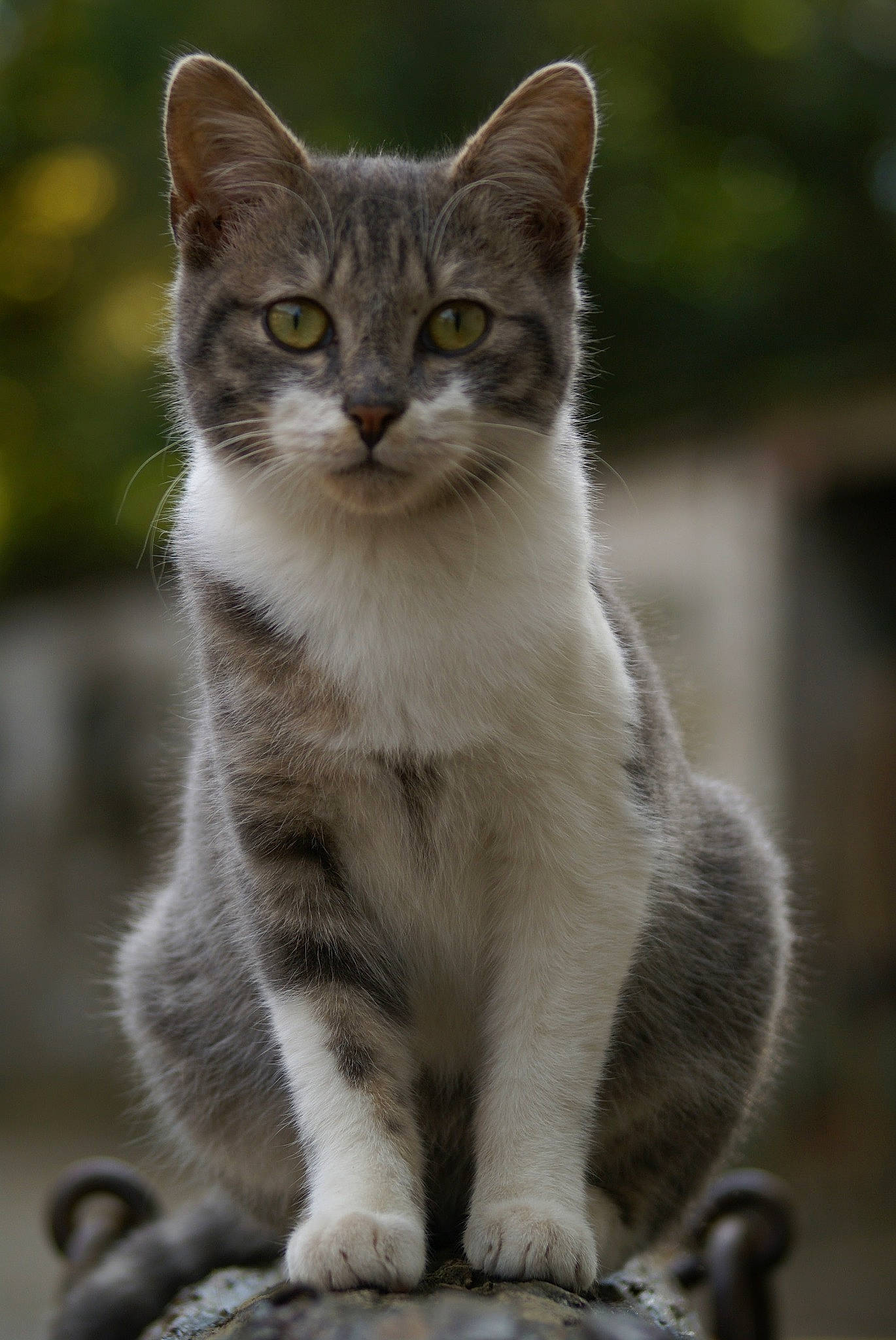 Lucky a rejoint le concours — aidez-le/la à gagner de superbes lots ! carnivore, cat, claw, domestic_short_haired_cat, felidae, fur, grey, paw, photo_caption, sitting, small_to_medium_sized_cats, snout, tail, terrestrial_animal, whiskers, wildlife, window