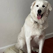 Leo is registered to the contest to win money with this photo: angora, animal, bodypart, canine, cat, cockerspaniel, dog, eskimodog, goldenretriever, hound, husky, labradorretriever, mouth, person, pet, puppy, tongue, white, whitedog