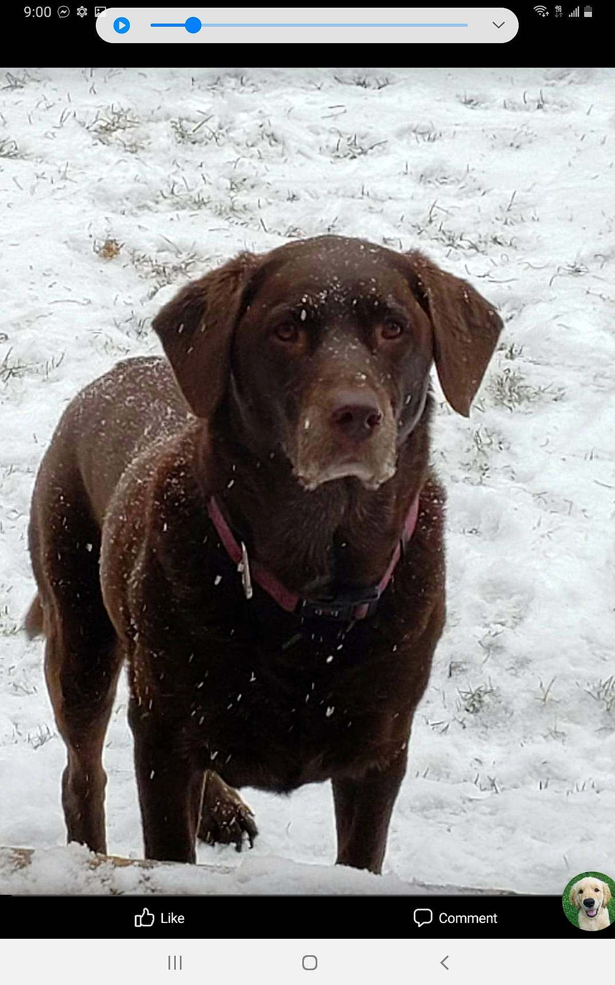 Miss Sasha joined the competition — help win amazing prizes! brown, canidae, carnivore, collar, companion_dog, dog, dog_breed, dog_collar, gun_dog, hunting_dog, liver, pet_supply, photo_caption, precipitation, snout, snow, sporting_group, stock_photography, working_animal, working_dog