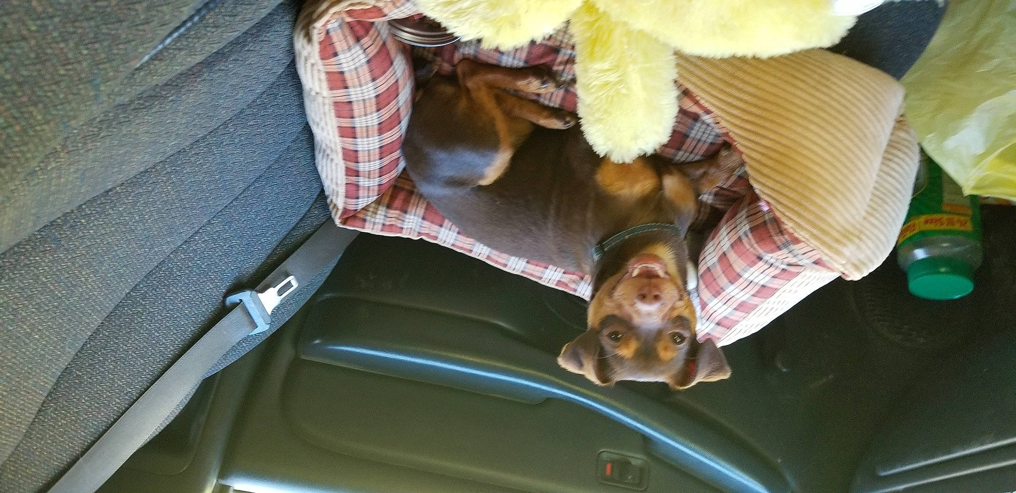 Almondlynn is registered to the contest to win money with this photo: auto_part, automotive_exterior, automotive_lighting, automotive_window_part, car_seat, carnivore, companion_dog, cuisine, dog, flower, hood, motor_vehicle, petal, sporting_group, toy, trunk, vehicle, vehicle_door, windshield, wood