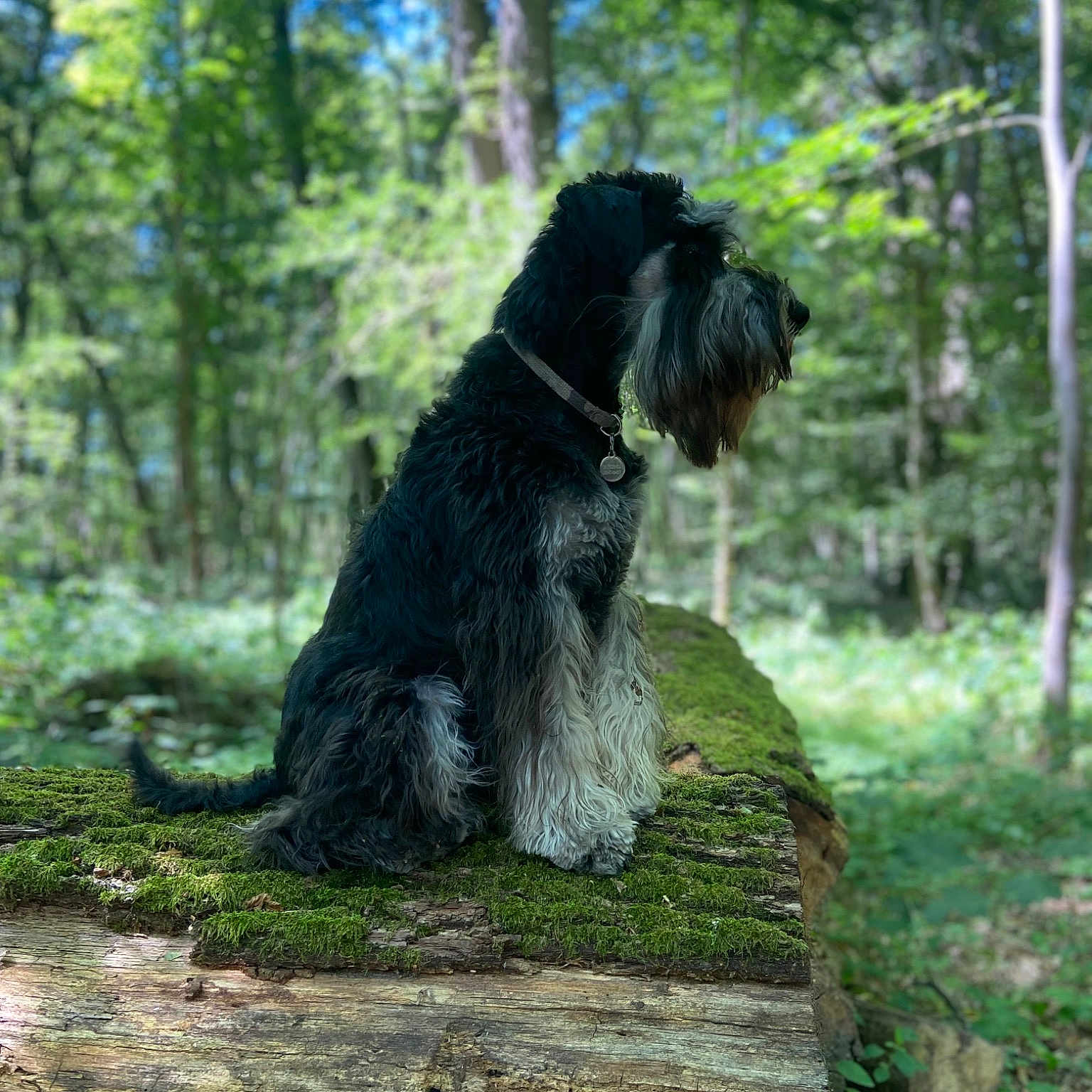 Oscar