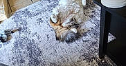 Patches joined the competition — help win amazing prizes! animal, cat, cozy, curious, decor, floor, fluffy, furniture, home, indoor, patterned_rug, paws, pet, playing, relaxed, rug, table, tail, tile_floor, wide_eyes