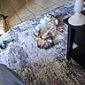 animal, cat, cozy, curious, decor, floor, fluffy, furniture, home, indoor, patterned_rug, paws, pet, playing, relaxed, rug, table, tail, tile_floor, wide_eyes
