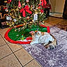 Patches is registered to the contest to win money with this photo: calico_cat, cat, christmas_tree, cozy, decorations, festive, fluffy_cat, green_tree, holiday, holiday_decor, indoor, lights, living_room, ornaments, pet, red_bow, relaxing, rug, tile_floor, white_cat
