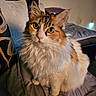 Patches joined the competition — help win amazing prizes! animal, bed, calico, cat, cozy, curious, cute, domestic, ears, eyes, feline, fluffy, fur, home, indoor, pet, pillow, portrait, resting, whiskers