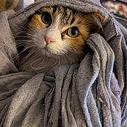 Patches is registered to the contest to win money with this photo: animal, blanket, cat, closeup, comfort, cozy, cute, face, fluffy, fur, green_eyes, home, indoor, pet, portrait, resting, soft, textile, whiskers, wrapped