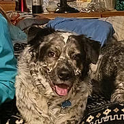 Moose is registered to the contest to win money with this photo: dog, canine, fluffy, speckled, black_and_white, open_mouth, tongue, happy, lounging, portrait, pet, indoor, couch, blanket, patterned_fabric, fan, window, floral_decor, home, cozy