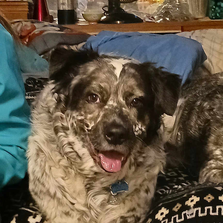 Moose is registered to the contest to win money with this photo: dog, canine, fluffy, speckled, black_and_white, open_mouth, tongue, happy, lounging, portrait, pet, indoor, couch, blanket, patterned_fabric, fan, window, floral_decor, home, cozy