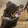 Coconut joined the competition — help win amazing prizes! animal, brown, canine, companion, cute, dog, domestic, ears, floor, friendly, fur, happy, indoor, looking_up, mouth, nose, pet, playful, tile, tongue