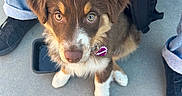 Coconut joined the competition — help win amazing prizes! puppy, dog, brown_fur, white_paws, leash, backpack, concrete_floor, footwear, crocs, jeans, black_shoes, cute, pet, looking_up, outdoor, young_dog, collar, tag, casual, companionship