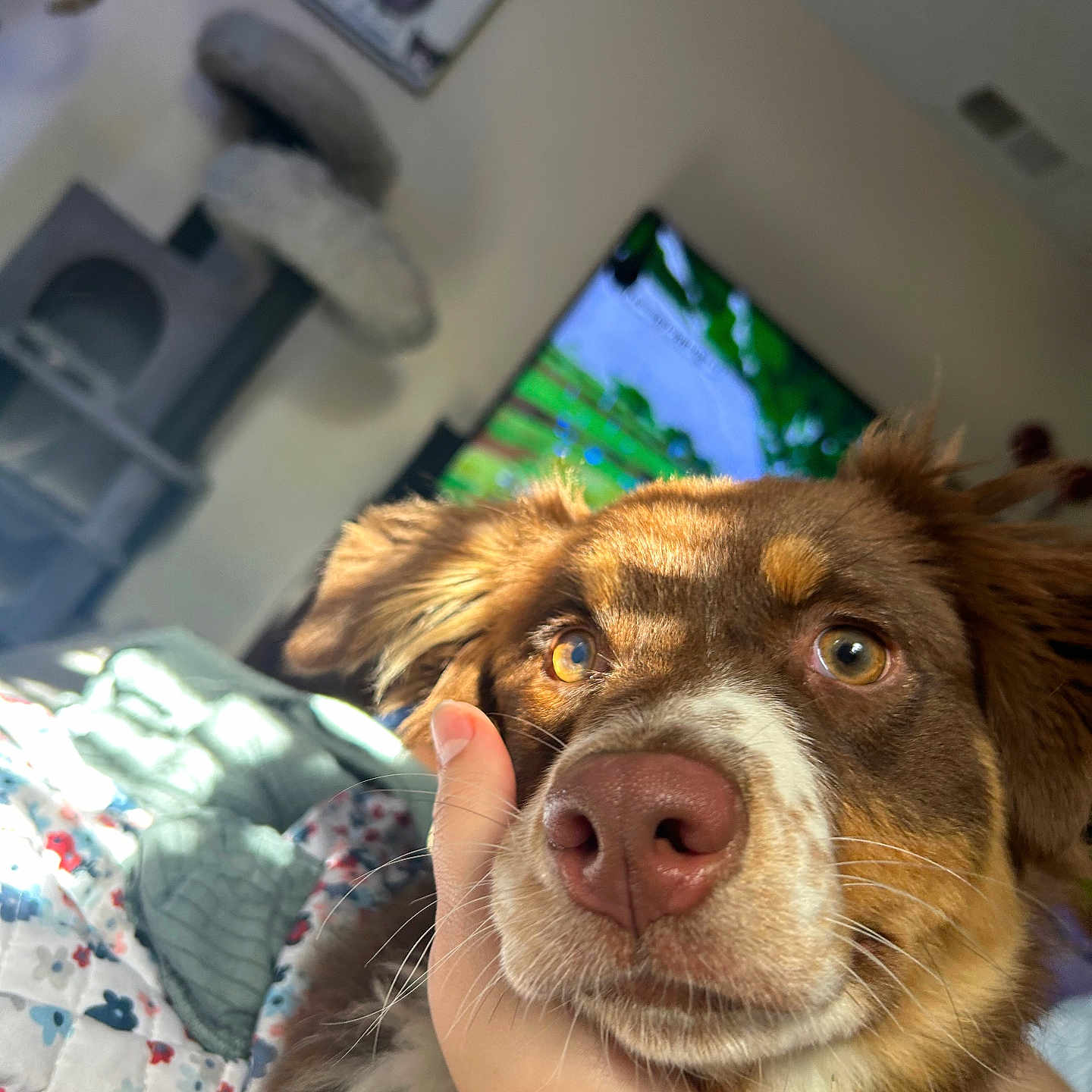 Coconut joined the competition — help win amazing prizes! dog, close_up, brown_dog, white_fur, yellow_eyes, hand, bed, quilt, cat_tree, television, indoor, natural_light, pet, animal, cozy, portrait, furry, face, expression, home