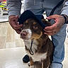 Coconut is registered to the contest to win money with this photo: dog, brown_dog, white_paws, bucket_hat, indoor, person, jeans, hoodie, tattoo, black_shoes, floor, light_wood_floor, pet, cute, animal, companion, casual_clothing, hands, looking_up, adorable