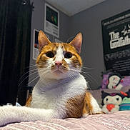 Kiwi is registered to the contest to win money with this photo: cat, orange_cat, white_cat, bed, blanket, striped_blanket, plush_toys, curtain, poster, indoor, pet, feline, whiskers, ears, fur, domestic_animal, resting, looking_up, cozy, home