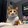 cat, orange_cat, white_cat, bed, blanket, striped_blanket, plush_toys, curtain, poster, indoor, pet, feline, whiskers, ears, fur, domestic_animal, resting, looking_up, cozy, home
