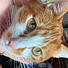 cat, orange_cat, white_fur, close_up, pet, whiskers, hand, indoor, domestic_animal, eye, fur, face, animal, feline, cute, looking_away, close_range, cozy, floral_pattern, furniture