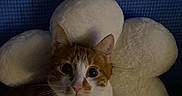 Kiwi is registered to the contest to win money with this photo: cat, orange_cat, white_cat, fluffy_pillow, flower_shaped_pillow, blue_background, indoor, pet, animal, cute, feline, relaxed, wide_eyes, looking_at_camera, cozy, soft_texture, resting, domestic_cat, whiskers, ears