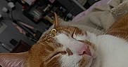 Kiwi joined the competition — help win amazing prizes! bedroom, blanket, cat, close_up, cozy, cute, domestic_cat, ears, feline, fur, ginger, indoor, jewelry, nose, peaceful, pet, resting, sleeping, whiskers, white
