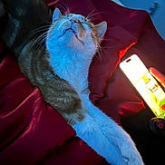 Kiwi is registered to the contest to win money with this photo: bedroom, blue_light, cat, closeup, cute, domestic_animal, feline, fur, glow, indoor, nighttime, paw, pet, phone, red_blanket, relaxation, sleepy, soft_texture, stretching, whiskers