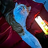 cat, stretching, red_blanket, blue_light, indoor, phone, glow, whiskers, fur, paw, relaxation, bedroom, domestic_animal, pet, closeup, sleepy, cute, feline, soft_texture, nighttime