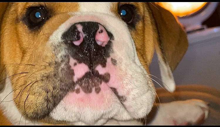 Champ joined the competition — help win amazing prizes! bulldog, canidae, carnivore, collar, companion_dog, dog, dog_breed, dog_collar, fawn, fur, liver, molosser, paw, puggle, snout, sporting_group, whiskers, working_animal, working_dog, wrinkle