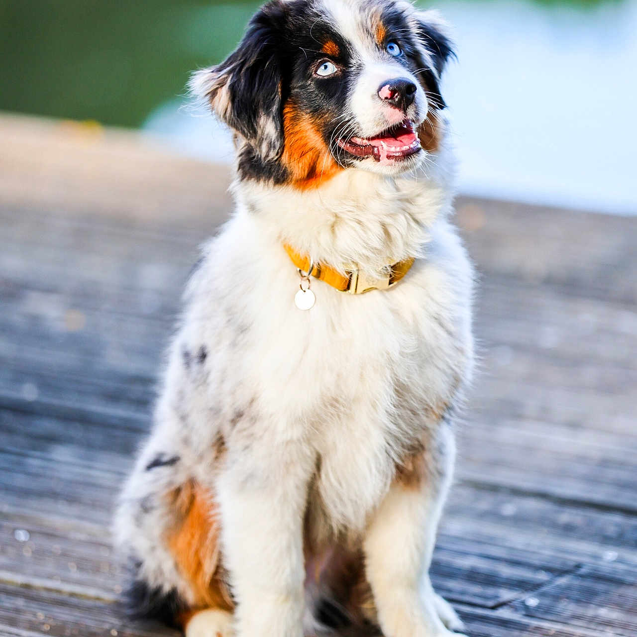 Vanëo participe au concours pour gagner de l'argent avec cette photo : accessories, animal, boardwalk, bridge, canine, cockerspaniel, collie, dog, hardwood, hound, leash, papillon, pet, puppy, saintbernard, strap, terrier, water, waterfront, wood
