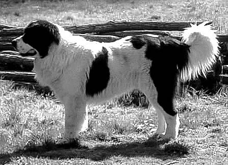 Urkan a rejoint le concours — aidez-le/la à gagner de superbes lots ! ancient_dog_breeds, canidae, carnivore, companion_dog, dog, dog_breed, fur, giant_dog_breed, grass, herding_dog, monochrome, monochrome_photography, snout, sporting_group, tail, terrestrial_animal, working_animal, working_dog