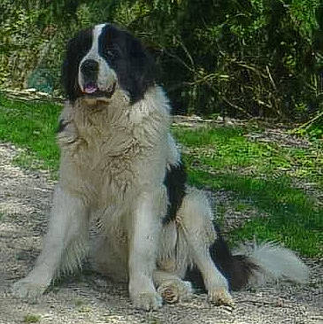 Urkan participe au concours pour gagner de l'argent avec cette photo : carnivore, companion_dog, dog, dog_breed, fur, grass, gun_dog, herding_dog, plant, sporting_group, tail, terrestrial_animal, working_dog