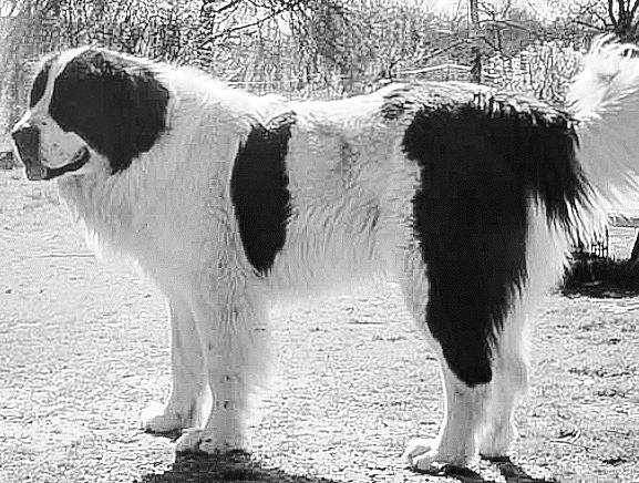 Urkan participe au concours pour gagner de l'argent avec cette photo : ancient_dog_breeds, canidae, carnivore, companion_dog, dog, dog_breed, fur, giant_dog_breed, herding_dog, monochrome, monochrome_photography, snout, sporting_group, tail, terrestrial_animal, white, winter, working_dog