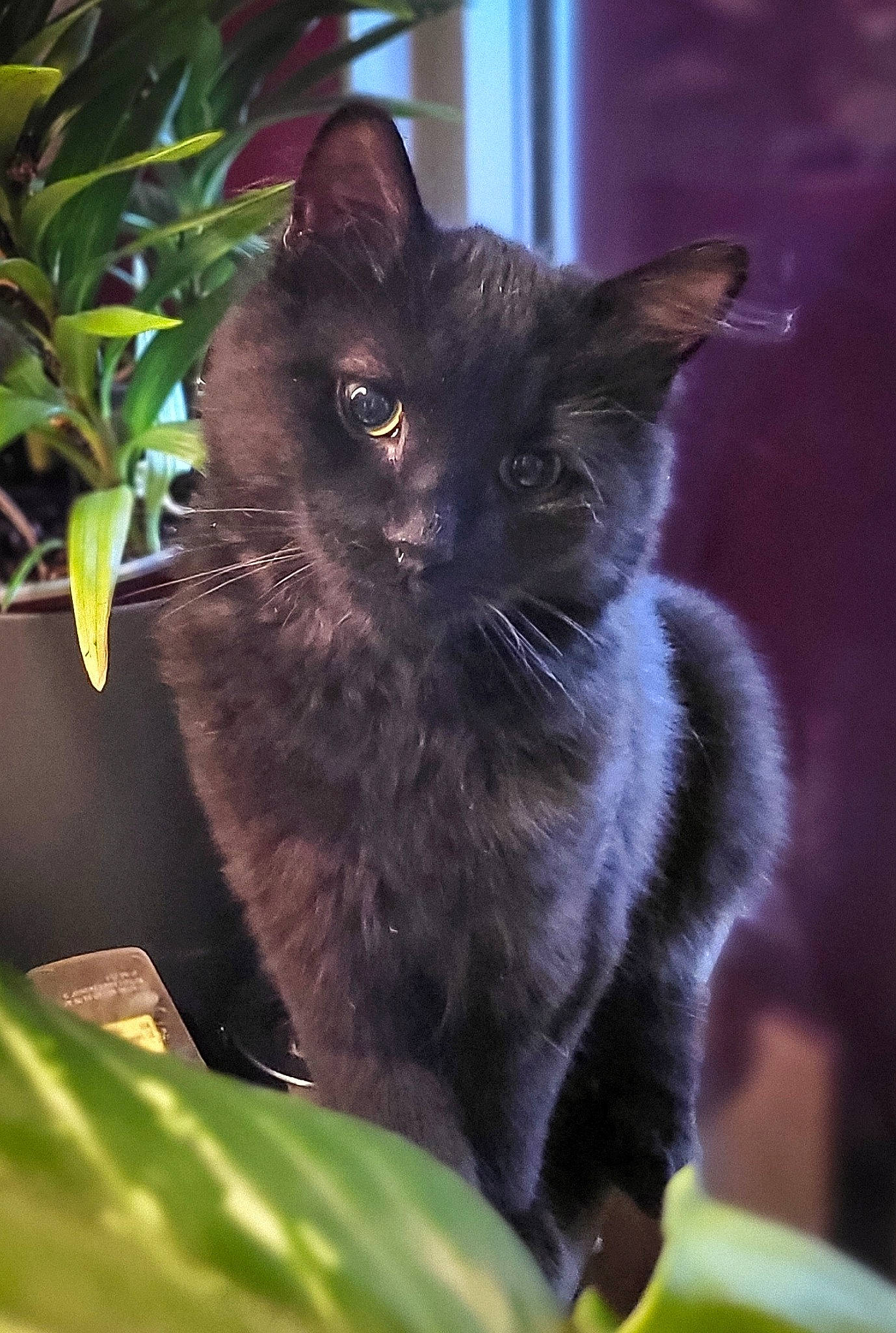 Thör participe au concours pour gagner de l'argent avec cette photo : black_cat, carnivore, cat, domestic_short_haired_cat, felidae, flowerpot, fur, grass, havana_brown, houseplant, organism, plant, small_to_medium_sized_cats, snout, tail, terrestrial_animal, whiskers, window