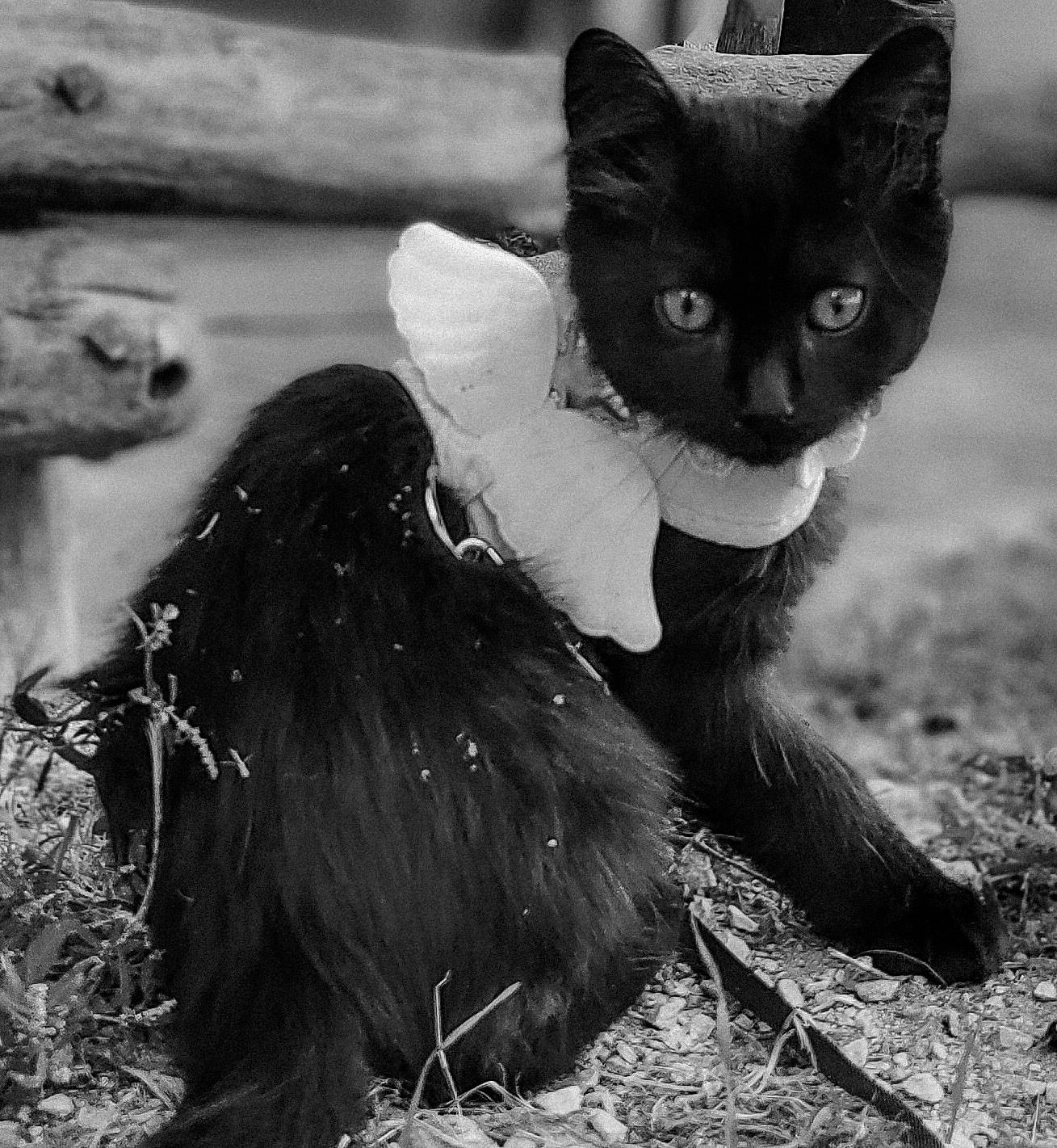 Thör a rejoint le concours — aidez-le/la à gagner de superbes lots ! black, black_and_white, black_cat, carnivore, cat, dog_breed, eye, felidae, grass, human_body, monochrome, monochrome_photography, small_to_medium_sized_cats, snout, style, tail, terrestrial_animal, tree, whiskers, white