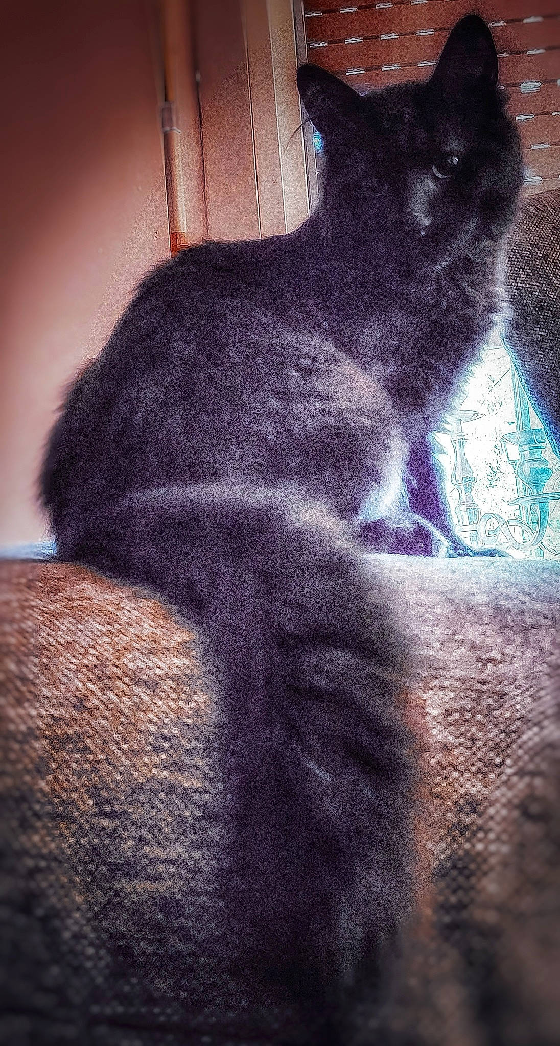 Thör participe au concours pour gagner de l'argent avec cette photo : black_cat, carnivore, cat, claw, cloud, comfort, darkness, dog_breed, domestic_short_haired_cat, ear, felidae, fur, grey, paw, shadow, small_to_medium_sized_cats, tail, terrestrial_animal, tints_and_shades, whiskers