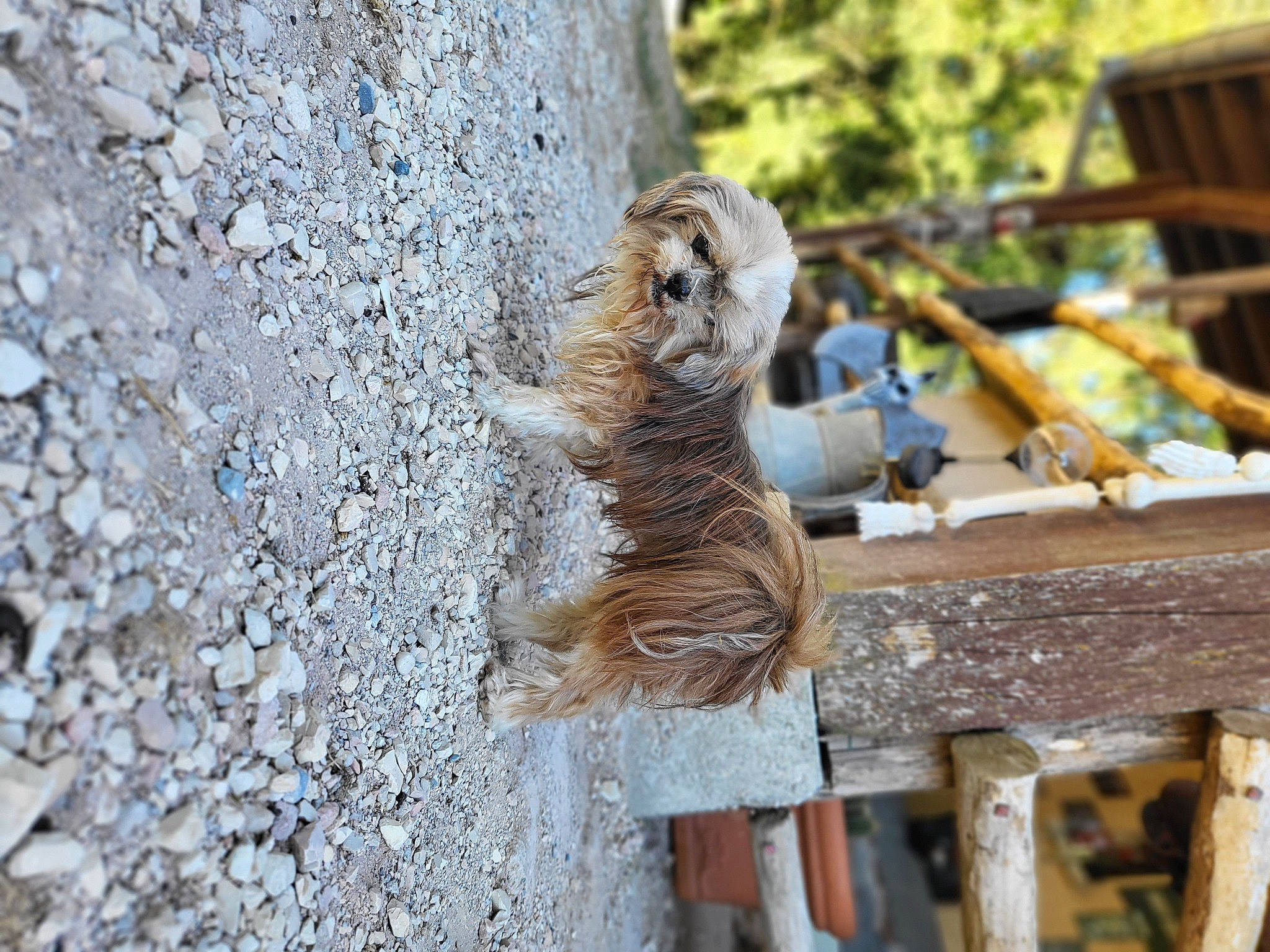 Chipie a rejoint le concours — aidez-le/la à gagner de superbes lots ! bedrock, carnivore, claw, felidae, fur, lumber, organ_mountains_chipmunk, recreation, rodent, rope, small_to_medium_sized_cats, snout, soil, sporting_group, squirrel, tail, terrestrial_animal, trunk, whiskers, wood