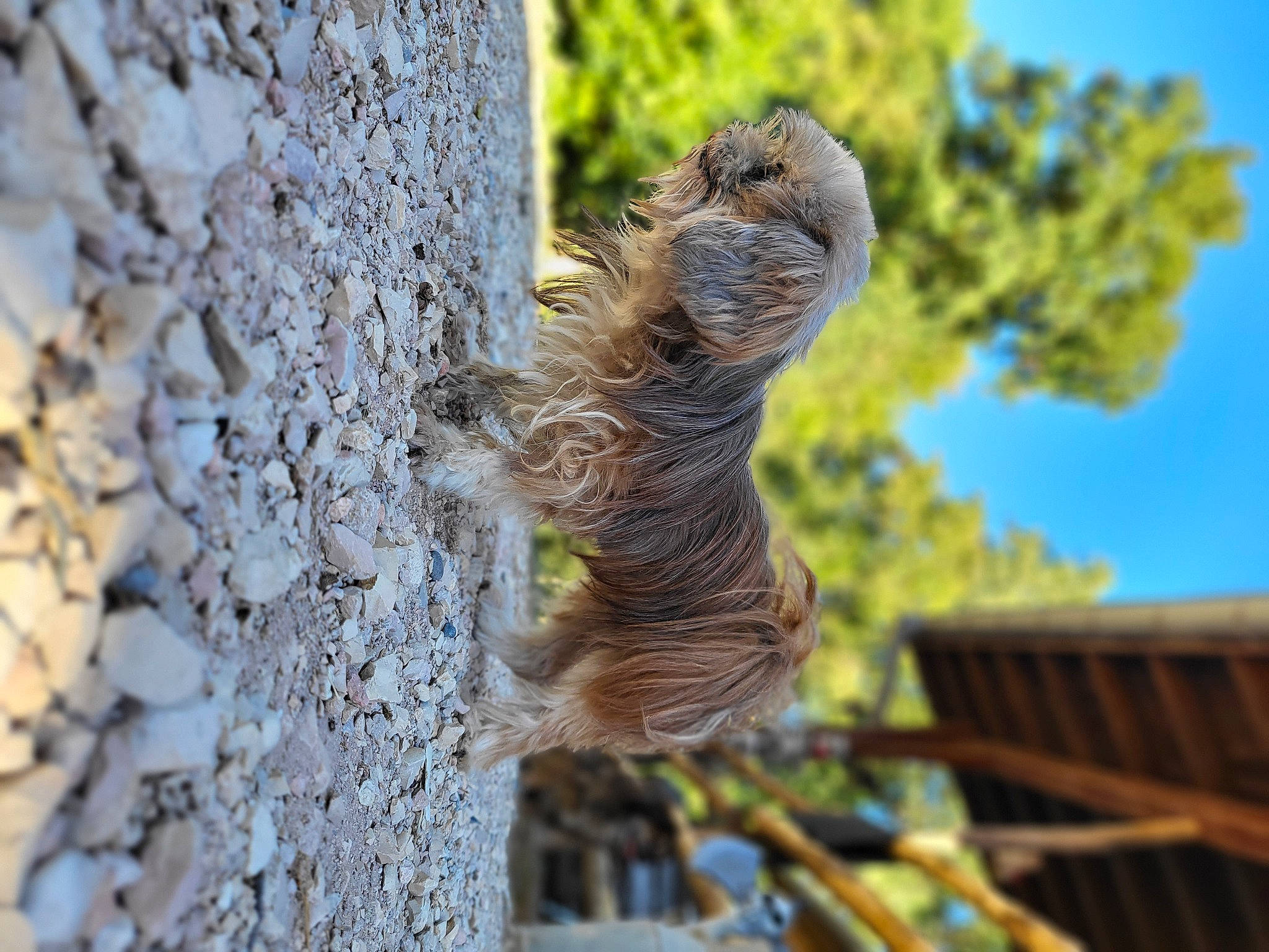 Chipie participe au concours pour gagner de l'argent avec cette photo : branch, eye, fawn, fox_squirrel, grass, grey_squirrel, nature, plant, rodent, sky, snout, squirrel, tail, terrestrial_animal, tree, trunk, twig, whiskers, wildlife, wood