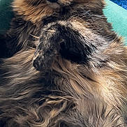 Mary Jo is registered to the contest to win money with this photo: animal, cat, closeup, cozy, curious_eyes, cute, domestic_cat, feline, fluffy, fur, green_surface, indoor, mammal, paw, pet, portrait, relaxed, sunlight, tortoiseshell, whiskers